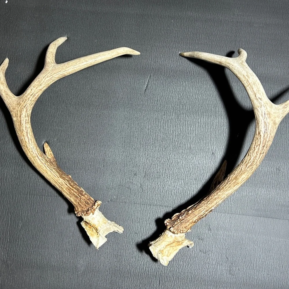 Whitetail Deer Antlers From East Texas. Great For Rattling! 1 Pound 4.7 Ounces